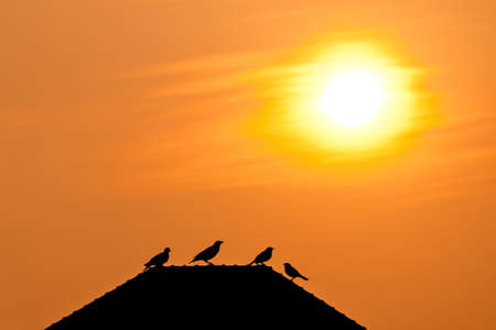Silhouette view of birds on rooftop under twilight sunの写真素材