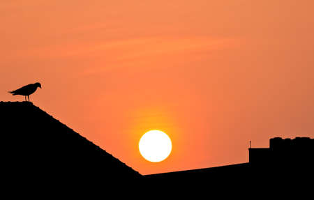 Silhouette view of a bird on rooftop over twilight sunの写真素材