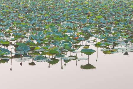 Field of Royal lotus (Nelumbo Nucifera) floating on water in a marshの写真素材