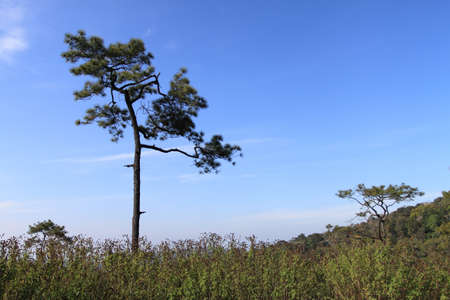 pine treesの写真素材