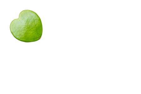 Close up of hoya leaf on white background
