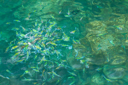Abudefduf sea fish near the water surface from aboveの写真素材