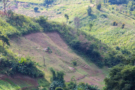 Landscape crop scene of vegetable farm garden near natural hills in THAILANDの写真素材