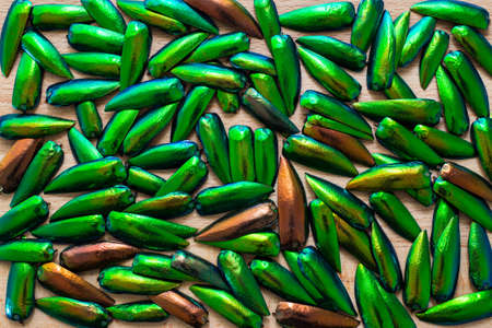 Beautiful wing of jewel beetle on wooden backgroundの写真素材