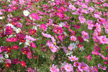 Cosmos Flowerの写真素材