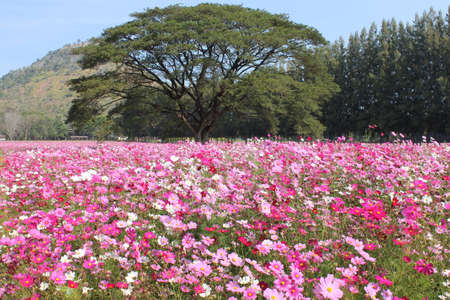 Cosmos Flowersの素材