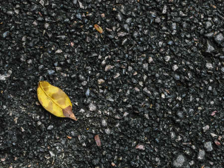 lonely yellow leaf on ground in parkの写真素材