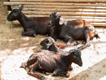 Black goat is the mammal. It have beautiful horn.の写真素材