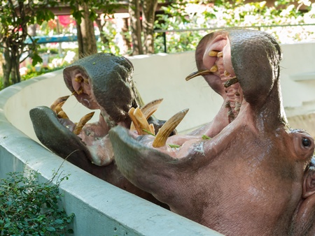 Two hippopotamus eat vegetable in the zoo.の写真素材