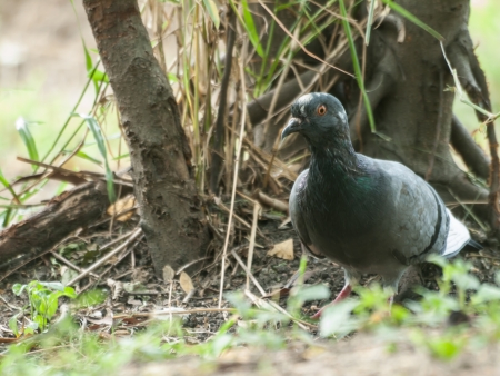 One pigeon relaxing under the tree on the ground.の写真素材