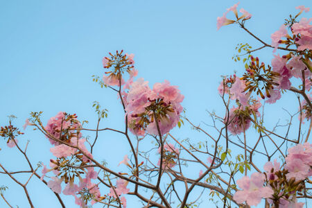 The very beautiful pink flower on the blue sky.