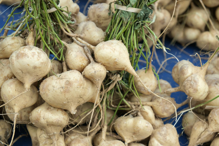 yam bean is a species in the genus Pachyrhizus in the bean family.の写真素材