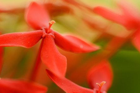 bouquet ixora beautiful blossom red flower