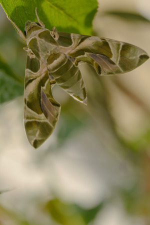 Close up the Oleander hawkmoth butterfly on rose leaf.の写真素材