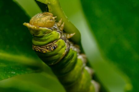closeup The lime butterfly caterpillar on green leaf