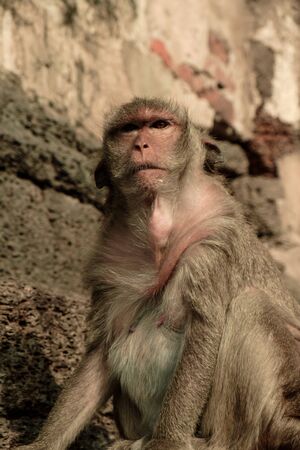 The portrait monkey very cute mammal. at Thailand