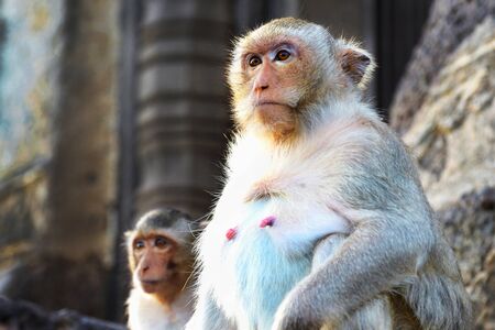 portrait monkey