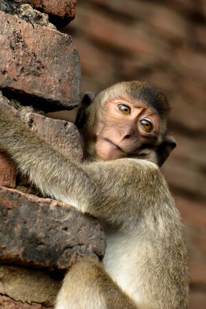 The portrait monkey very cute mammal at Thailand
