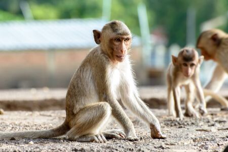 The portrait monkey very cute mammal at Thailand