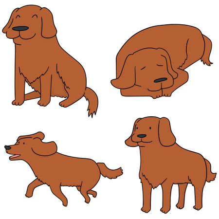 A vector set of dog, golden retriever on a plain background.のイラスト素材