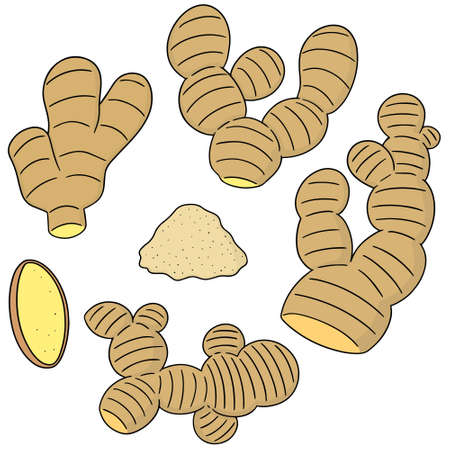 vector set of ginger on white background.