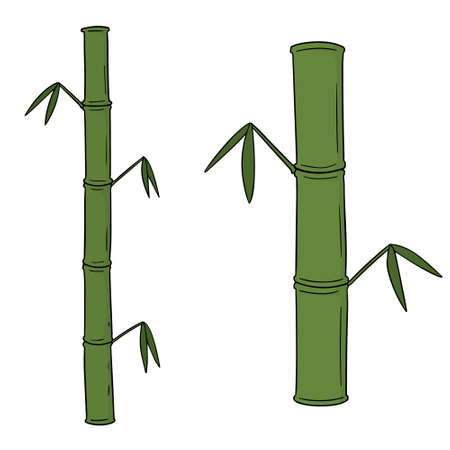 Vector set of bamboos.のイラスト素材