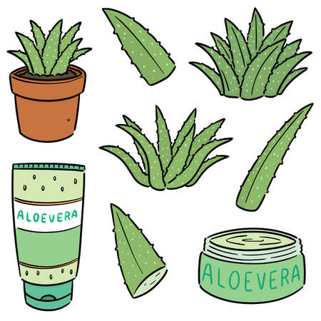 vector set of aloe vera and aloe vera productのイラスト素材