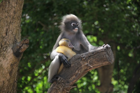 monkey and babyの写真素材