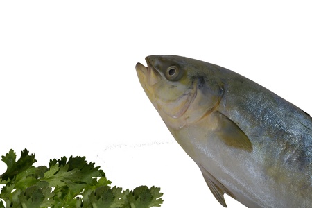 fish on white background  の写真素材