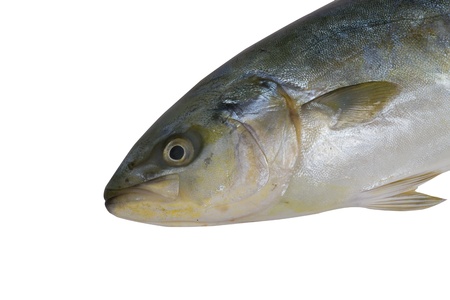 fish on white background  の写真素材