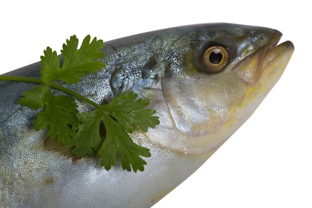 fish on white background  の写真素材