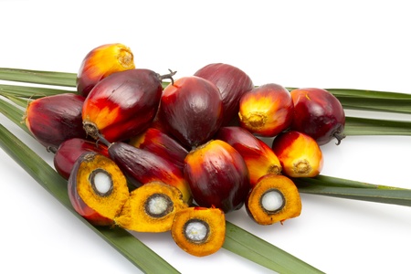 palm oil fruit の写真素材