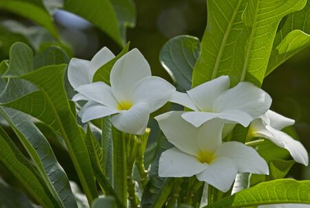 frangipani flowersの写真素材