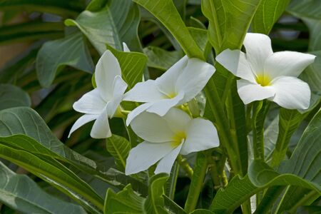 frangipani flowersの写真素材