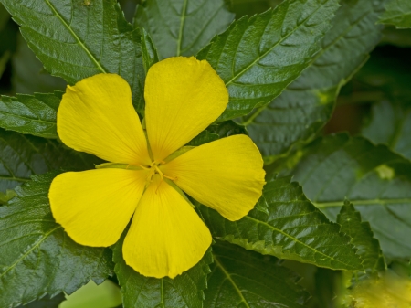 yellow flowerの写真素材