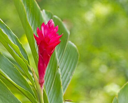 red flowerの写真素材