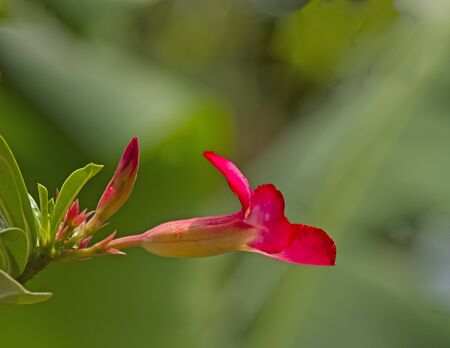 adenium pink flower の写真素材