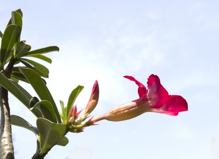adenium pink flower の写真素材