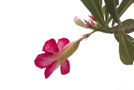 adenium pink flower の写真素材