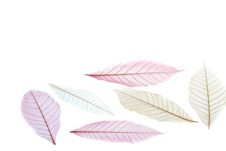 transparent leaf