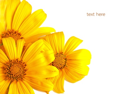 sunflowers on white background の写真素材