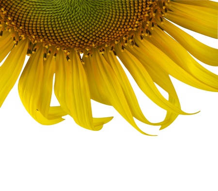 sunflowers on white background の写真素材