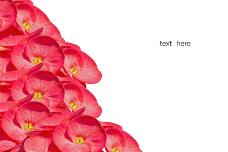 poi Sian flowers chinaの写真素材