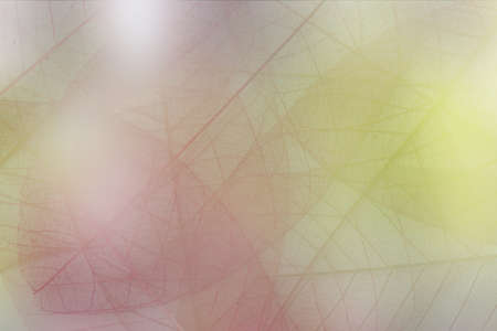 transparent colourの写真素材