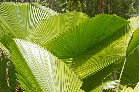 palm leafの写真素材