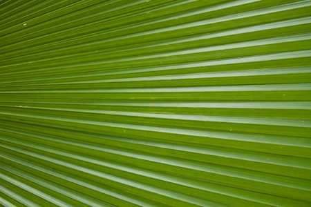 palm leafの写真素材