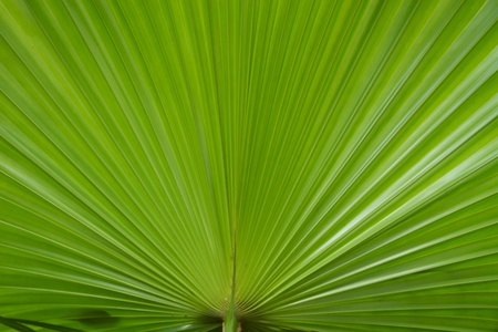 palm leafの写真素材