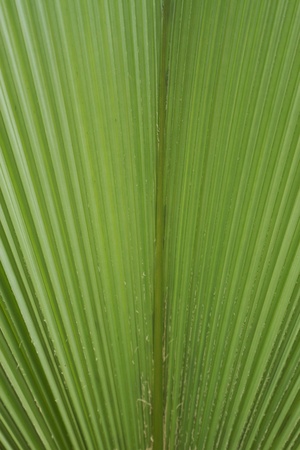 palm leafの写真素材