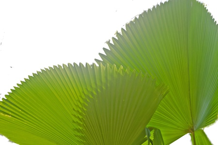 palm leafの写真素材