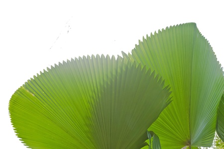 palm leafの写真素材